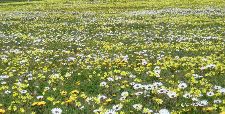 Fynbos Excursions